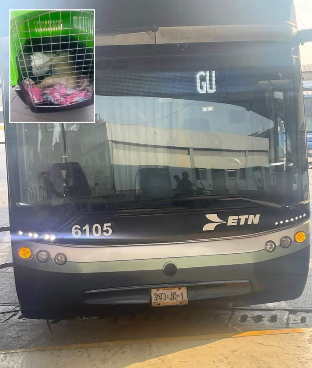 Condenan muerte de ‘Bodoque’; perrito que falleció en maletero de autobús que salió de&nbsp;Toluca