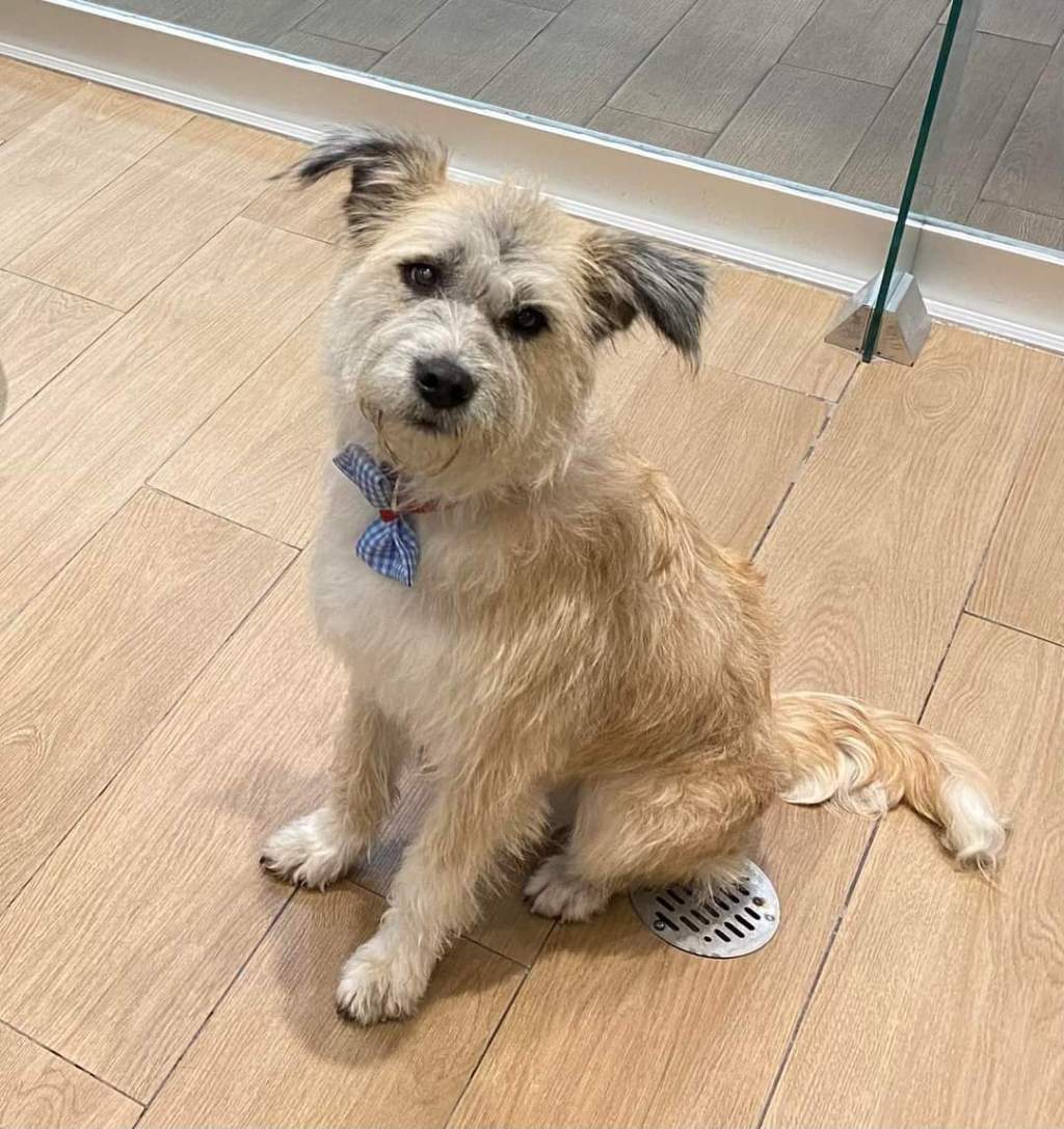 HISTORIAS: Carta a un perrito extraviado; buscan a ‘Galleto’ en&nbsp;Metepec