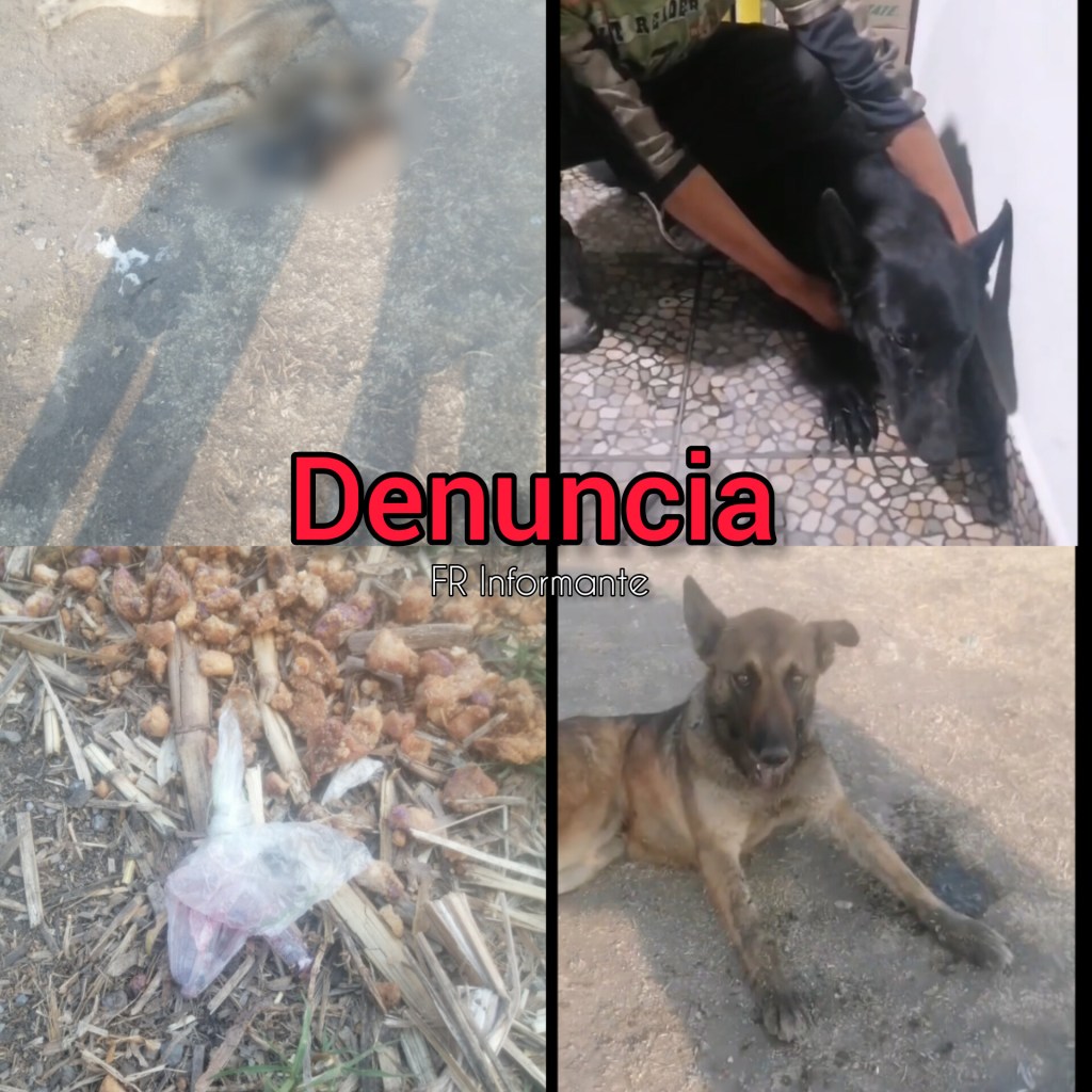 #VIDEO: Denuncian envenenamiento de perros en Mina&nbsp;México