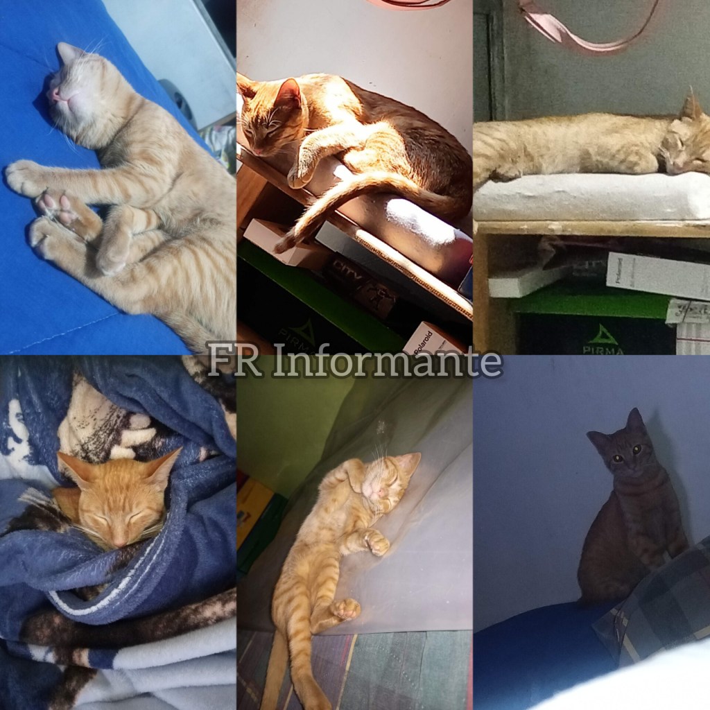 Historias: Los gatitos nacidos en Bomberos Toluca tienen un nuevo&nbsp;hogar