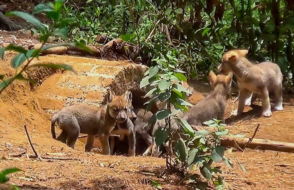 Nace camada de lobos grises en Centro de Conservación de&nbsp;Tenancingo