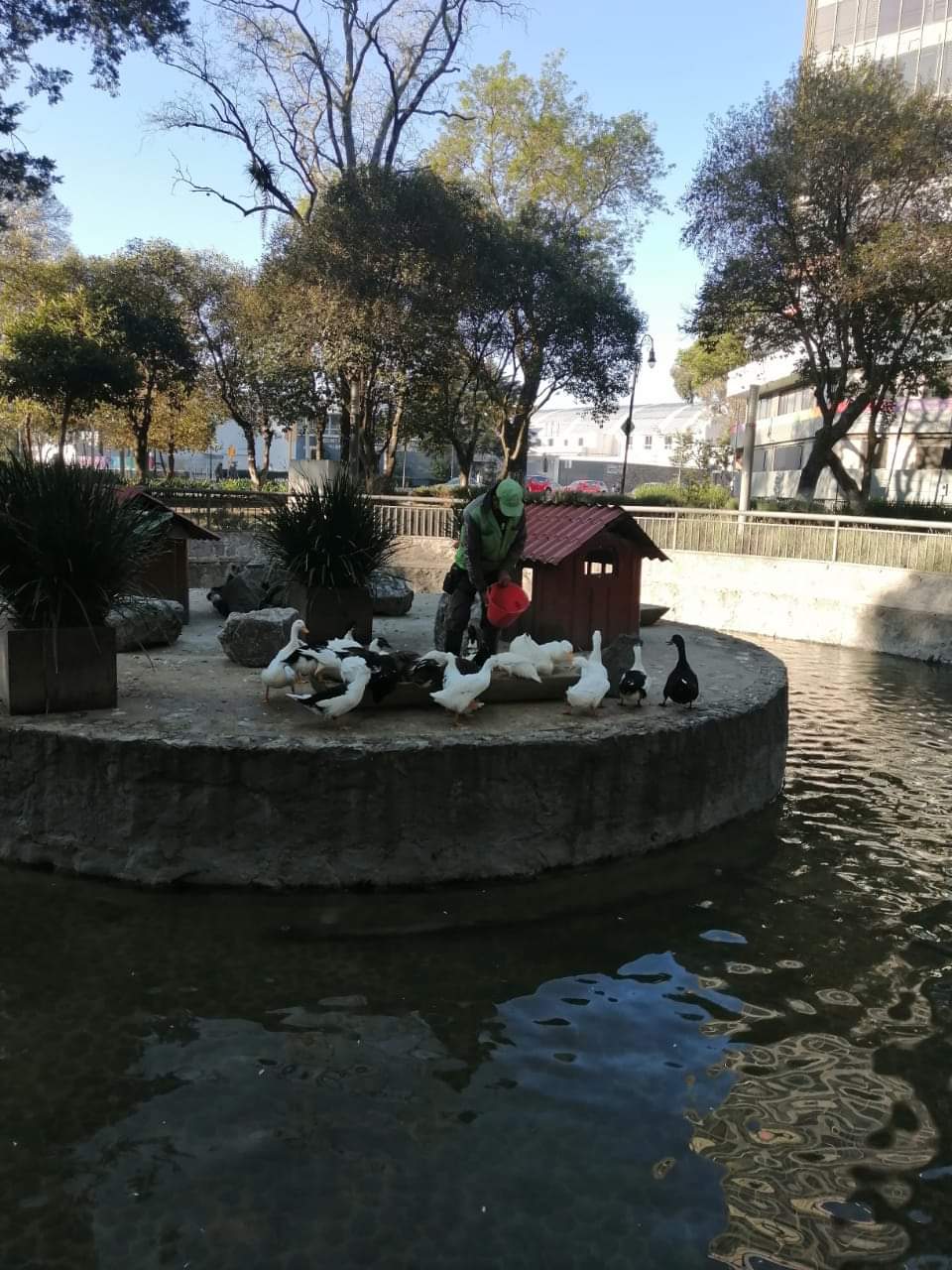 Nuevamente atacan a los patos del estanque de la Alameda de #Toluca; murieron cinco y otros resultaron&nbsp;lesionados
