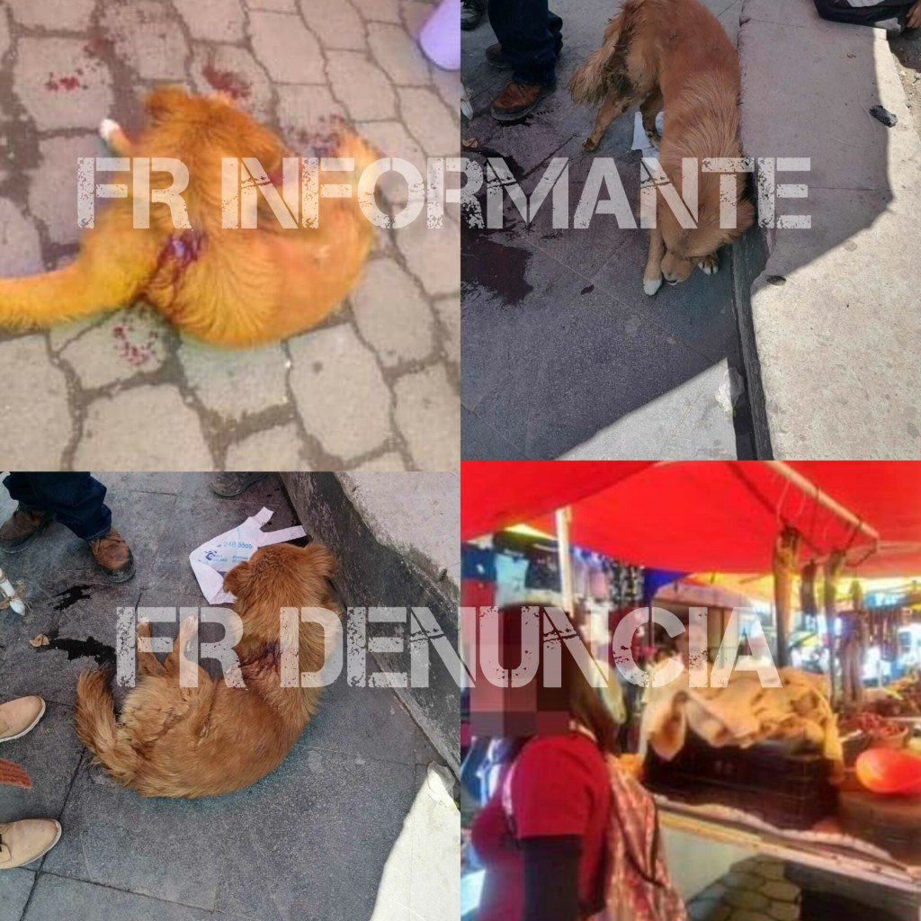 Carnicero acuchill@ a perrito callejero en Sna Cristóbal Huichochitlán&nbsp;#Toluca