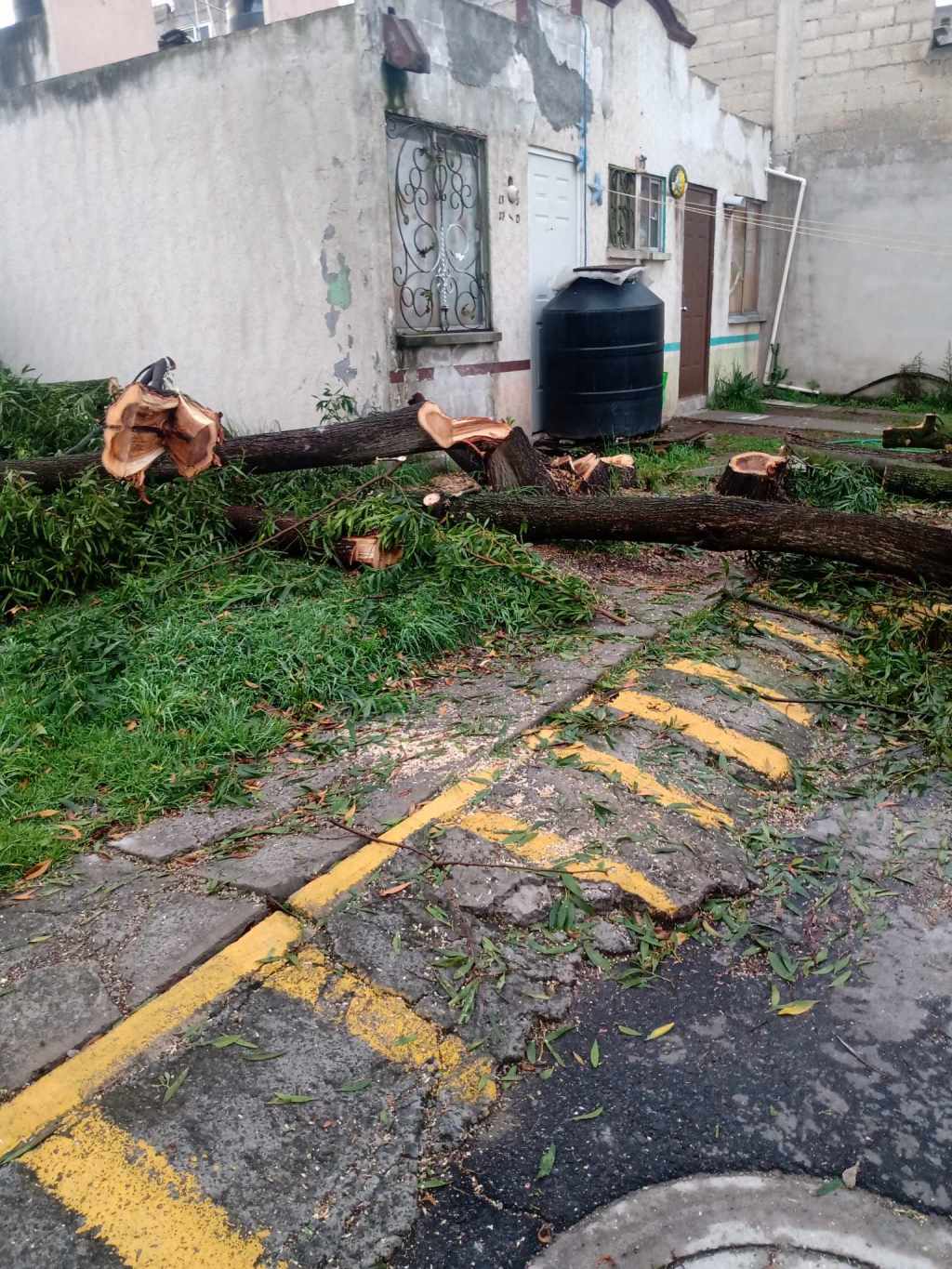 Denuncia: Talan arbolito que daba&nbsp;sombra