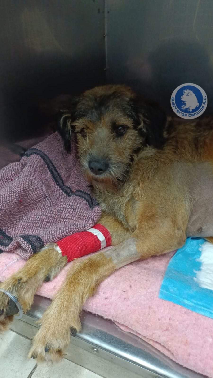 Historias: Sale exitosa primera cirugía de Barbitas, la perrita baleada en la Central de Abastos&nbsp;#Toluca