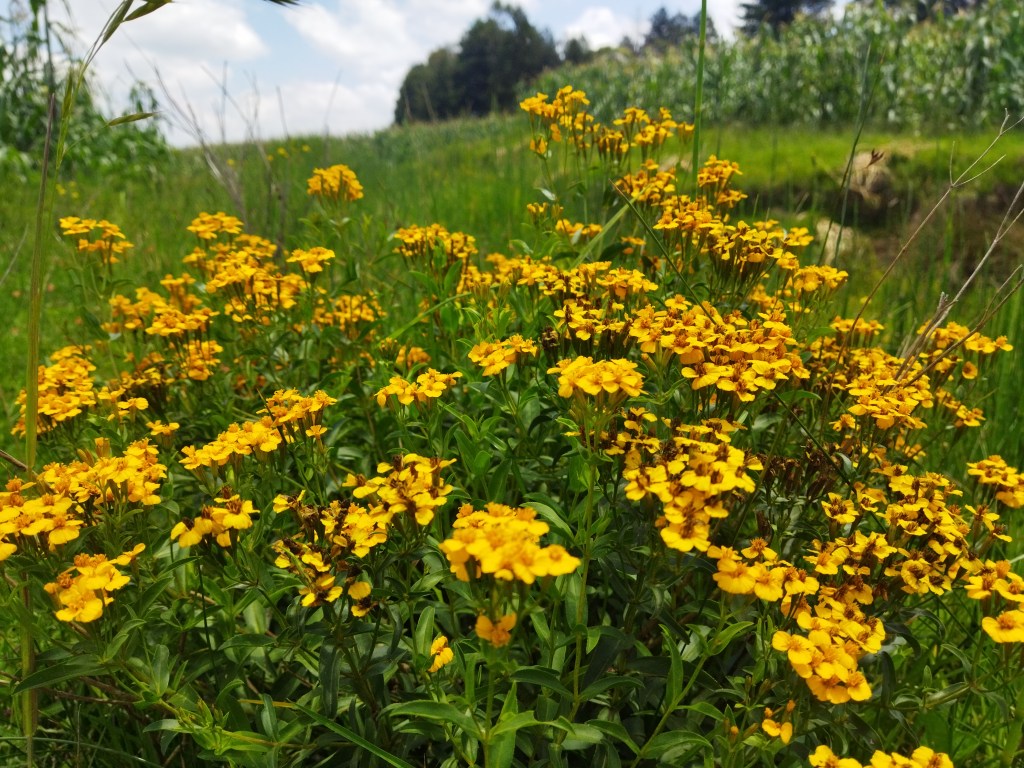 Los remedios del té de&nbsp;pericón