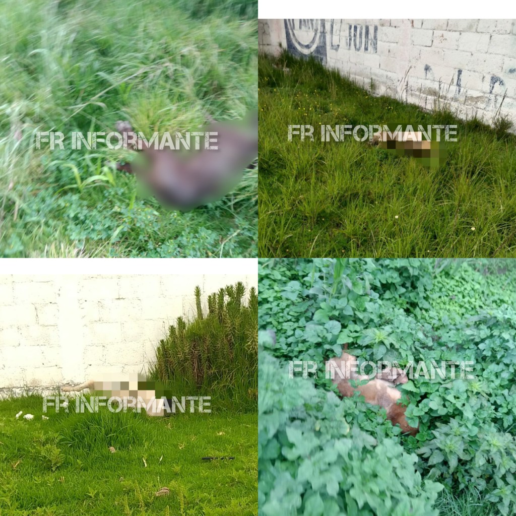 Denuncia: Matan más de 10 perros con veneno en San Andrés&nbsp;Cuexcontitlán