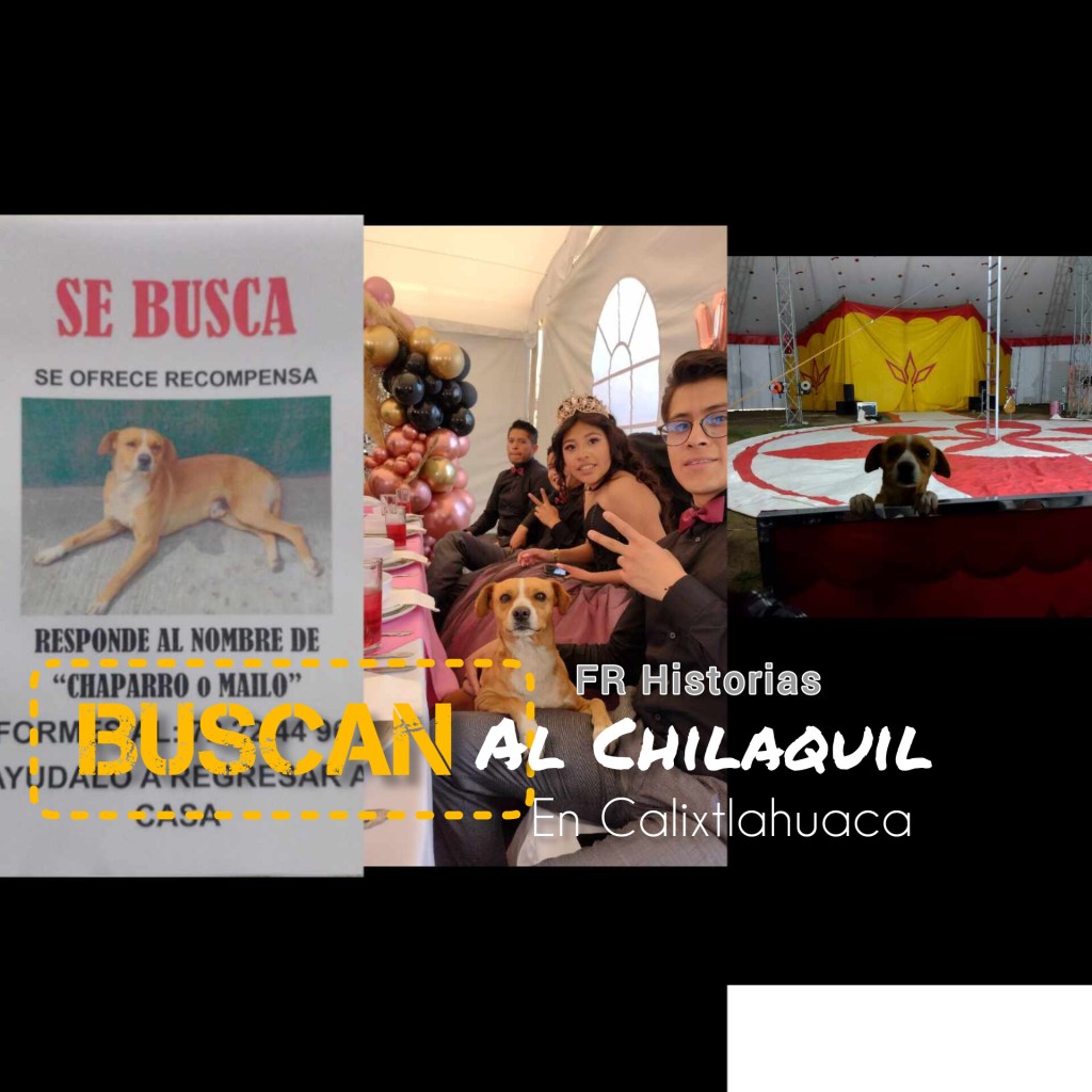 Historias: Buscan a ‘El Chilaquil’; un perrito callejero adoptado por todo Calixtlahuaca; desapareció hace cinco&nbsp;meses