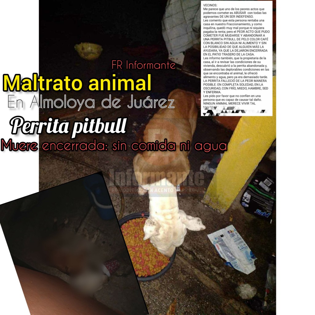FR #Triste: Perrita pitbull muere abandonada sin agua ni comida en casa de #AlmoloyadeJuárez; su dueña se fue y la dejó&nbsp;encerrada