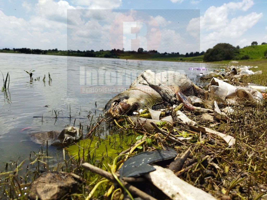 En riesgo santuario&nbsp;pelícano