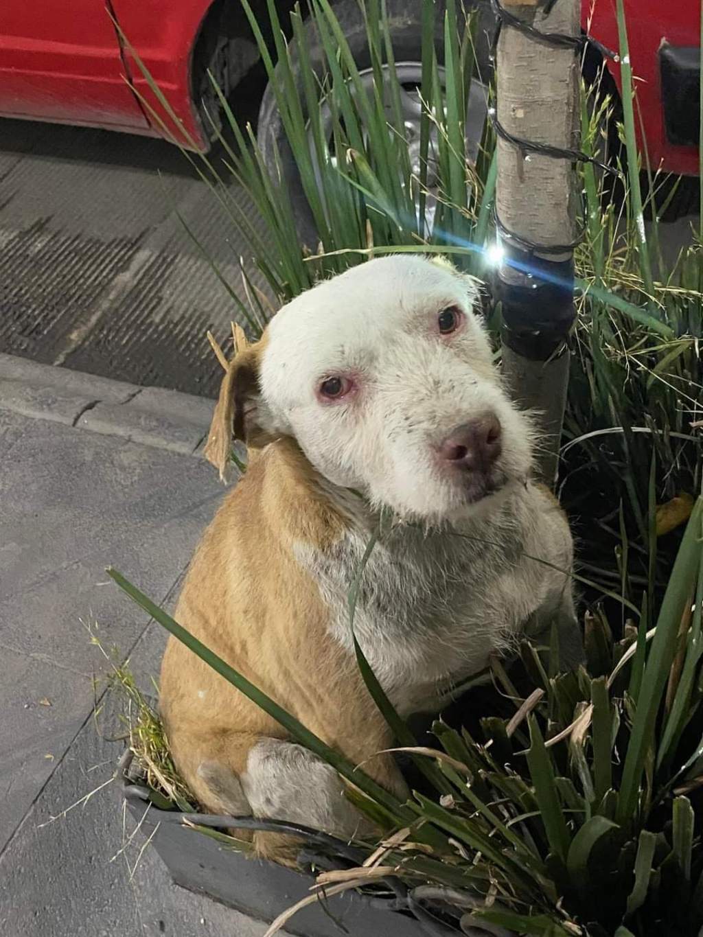 Fallece atropellado el Wero, perrito carnavalero de&nbsp;Xonacatlán