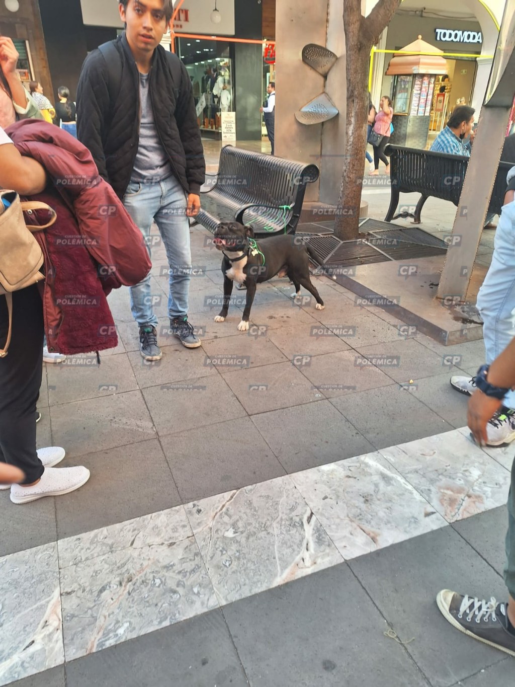 En un descuido, perrito  muerde a un chavo en el centro de&nbsp;#Toluca