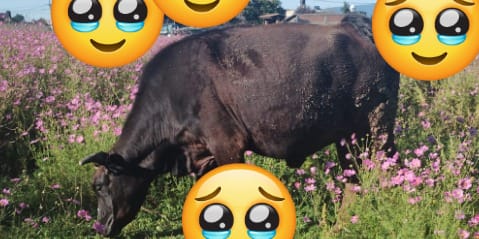 Sigue sin aparecer la vaca de doña Lupe en la Toluca-Palmillas