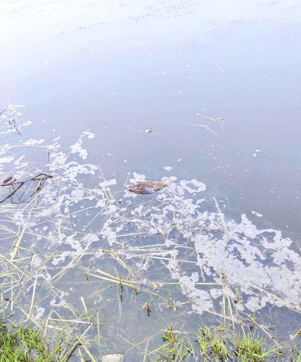 Vecinos del Bordo de San Jerónimo en San Pablo Autopan denunciaron que esta mañana cientos de peces han comenzado a brotar de la&nbsp;laguna.
