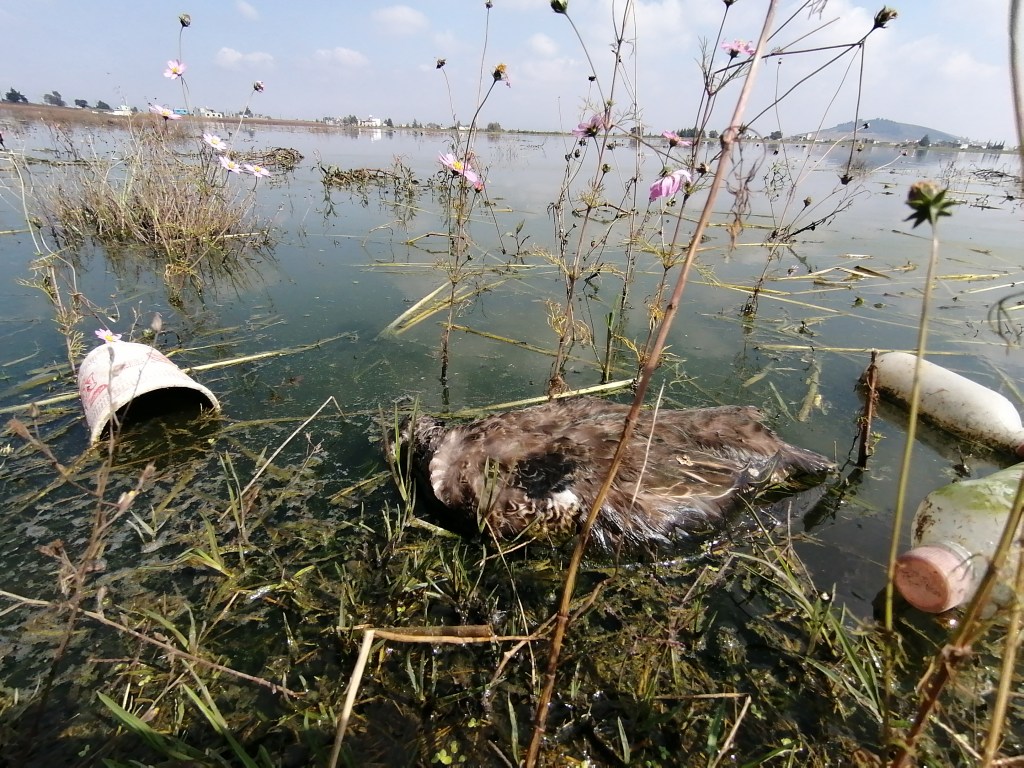 Bordo de San Jerónimo; el hogar envenenado a donde los patos llegan a&nbsp;morir