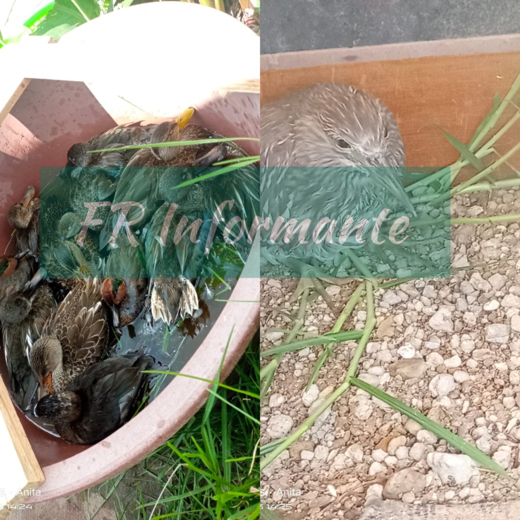 Rescatan patos para evitar que los maten en el bordo de San Jerónimo en la Toluca-Palmillas