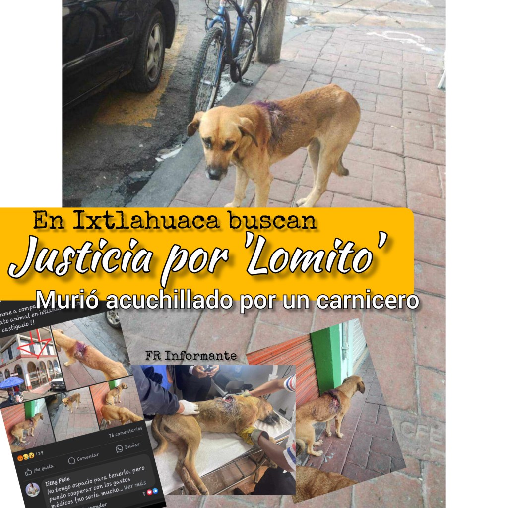 Buscan justicia por ‘Lomito’; perrito @sesin@do por robar un pedazo de carne en una carnicería en&nbsp;#Ixtlahuaca
