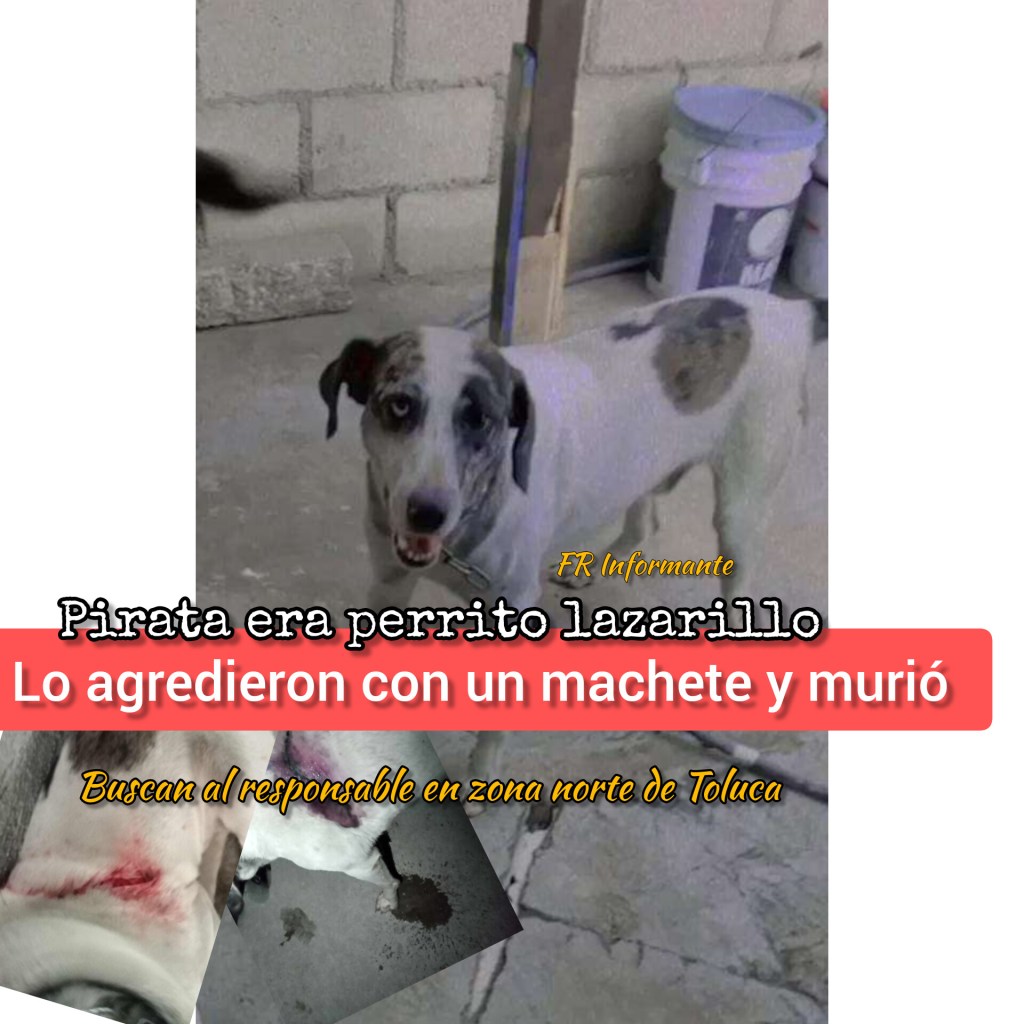 ‘Pirata’ era un perrito lazarillo y lo m@taron a machetazos en zona norte de&nbsp;#Toluca