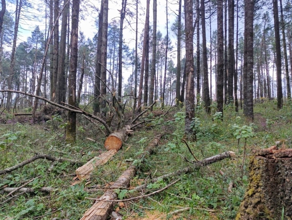 Tala Clandestina en #Huixquilucan mantiene amen&z.adas a&nbsp;comunidades