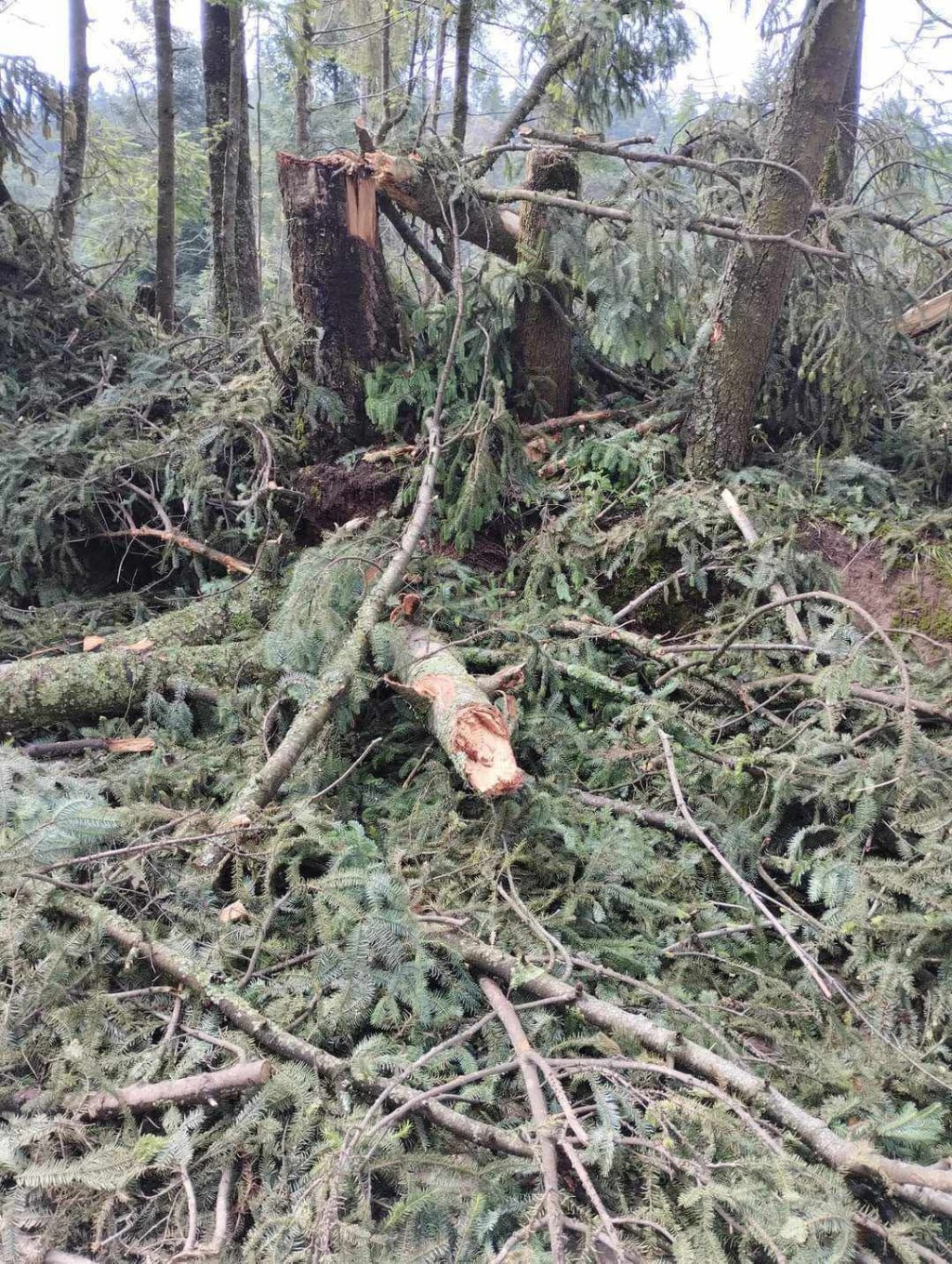 Aprueban comisiones legislativas&nbsp;hasta 30 años por tala&nbsp;clandestina