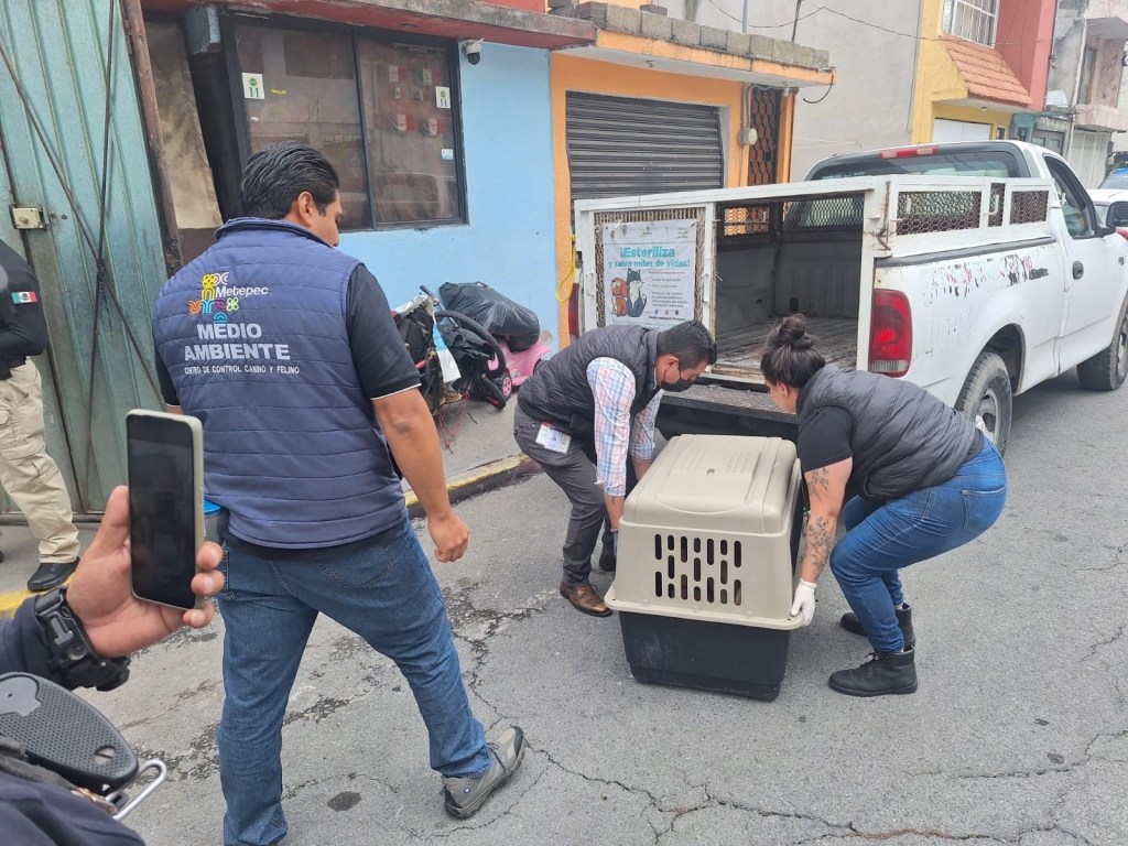 Tenían 36 perritos 🐶 sin comer, sin agua y casi moribundos en un domicilio de #Metepec; las autoridades los&nbsp;rescataron