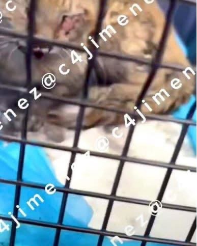 Empleados de pizzería graban momento en que t0rtur&ban a un gatito en&nbsp;#Neza