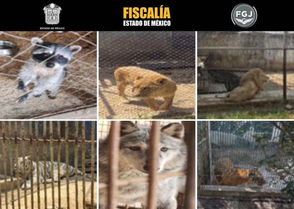 ‘El Zoológico’ clandestino de #Ocoyoacac fue asegurado por robo y&nbsp;secuestro