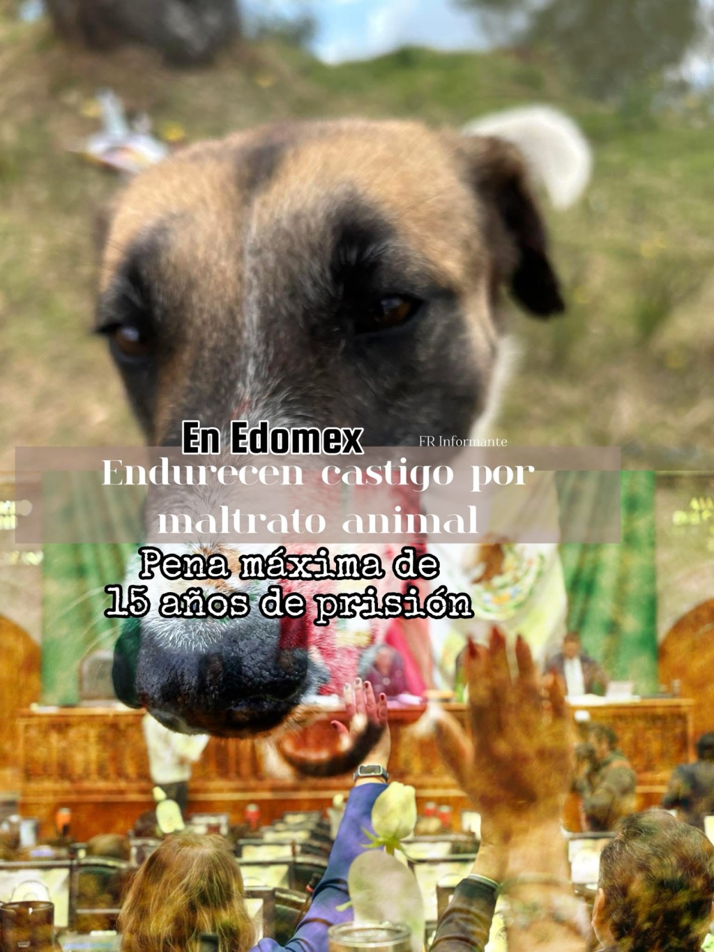 Congreso mexiquense aprueba ley de bienestar&nbsp;animal